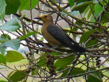 Golden-fronted Woodpecker